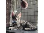 67392a Buddy-PetSmart North Charleston Domestic Shorthair Kitten Male