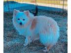 Dragonfly $500 Pomeranian Adult Female