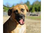 Praline Mixed Breed (Medium) Adult Female