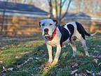 Perdita American Pit Bull Terrier Young Female