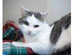 Karl Domestic Shorthair Adult Male