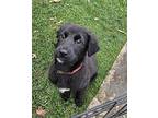 Yvette Labrador Retriever Puppy Female