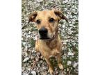 Bella Mixed Breed (Medium) Adult Female