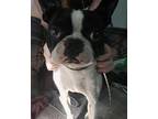 Travis Boston Terrier Young Male