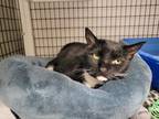 Oreo Domestic Shorthair Young Female