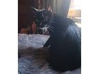 Ryder Domestic Shorthair Young Female