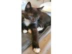 Kelsey (Angie Litter) Domestic Shorthair Kitten Female