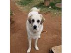 Luna Faye Great Pyrenees Young Female