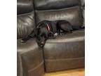 Aftershock $350 Labrador Retriever Adult Male