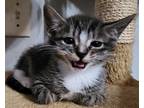 67393a Ralphie-PetSmart North Charleston Domestic Shorthair Kitten Male