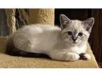 67396a Holly-PetSmart North Charleston Siamese Kitten Female