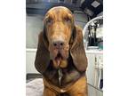 Waylon Bloodhound Adult Male
