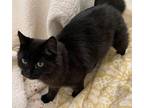Lexi and Luna Domestic Shorthair Young Female