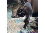 Amy Domestic Shorthair Kitten Female