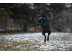 Bobby Terrier (Unknown Type, Small) Young Male