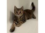 Luella and Bert Domestic Shorthair Young Female