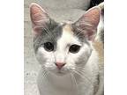 Fran Domestic Shorthair Kitten Female