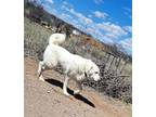 Isla Great Pyrenees Adult Female