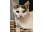 Maja - In Foster Domestic Shorthair Adult Female