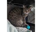 Tigger Domestic Shorthair Adult Male