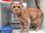 Calliope Domestic Shorthair Adult Female