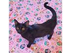 Pink (momma) Domestic Shorthair Young Female
