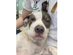 Farley American Pit Bull Terrier Adult Male