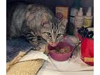 Silver Shimmer Domestic Shorthair Adult Female