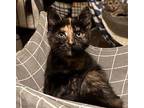 Carmelita & Noura Domestic Shorthair Kitten Female