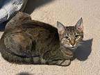 Sunshine Domestic Shorthair Kitten Female
