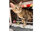 PUDGE Domestic Shorthair Adult Male