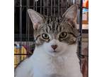 Rex Domestic Shorthair Young Male