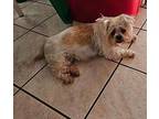 Frappucino (In Foster) Shih Tzu Senior Female