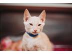 69213A Ciabatta Domestic Shorthair Young Male