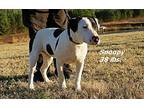 Snoopy Bull Terrier Young Male