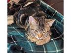 Felix Domestic Shorthair Kitten Male