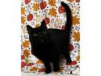Cagney Domestic Shorthair Adult Female