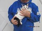 Sally Turkish Van Kitten Female