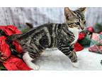 Tab (Adoption pending) Domestic Shorthair Kitten Male