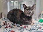 Sweet Kitty Domestic Shorthair Young Female