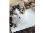 Olly American Shorthair Kitten Female