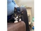 Joey Domestic Shorthair Kitten Male