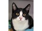 Wrenley Domestic Shorthair Young Male