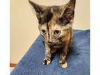 Paisley and Precious Domestic Shorthair Kitten Female