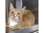 Odie Domestic Shorthair Young Male