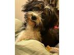 Berkeley $475 Terrier (Unknown Type, Small) Puppy Female