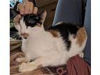 Jean Grey Domestic Shorthair Young Female