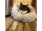 Lover Domestic Shorthair Adult Female