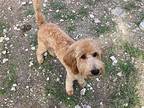 Millie Goldendoodle Puppy Female