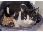 Billy Domestic Shorthair Adult Male